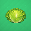 cfLETTUCE